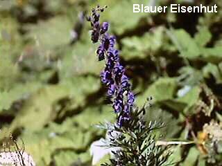 Aconitum napellus