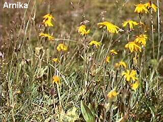 Arnica montana