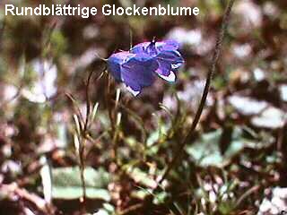 Campanula rotundiflora