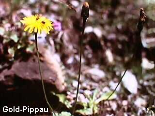 Crepis aurea