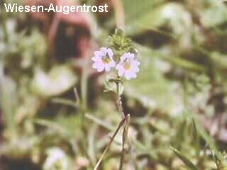 Euphrasia rostkoviana