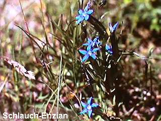 Gentiana ultriculosa