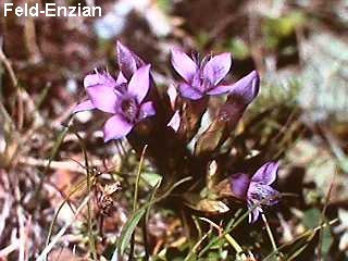 Gentianella campestris