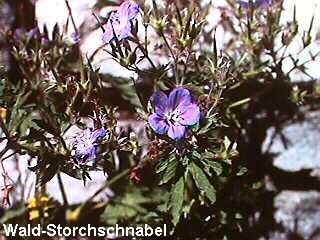 Geranium sylvaticum