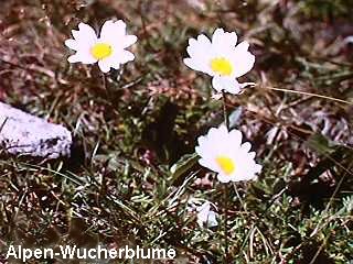 Leucanthemopsis alpina