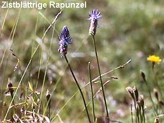 Phyteuma betonicifolium