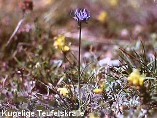 Phyteuma orbiculare