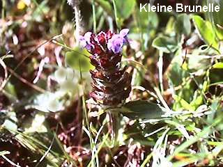 Prunella vulgaris