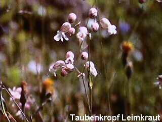 Silene vulgaris