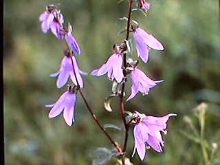 Campanula sp.