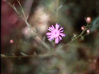 Centaurea sp.