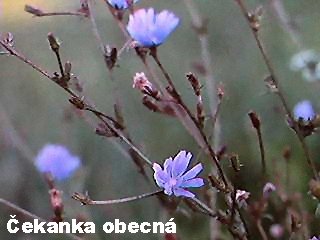 Cichorium intybus