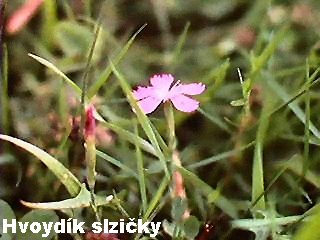 Dianthus deltoides