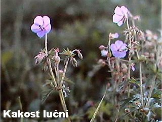 Geranium pratense