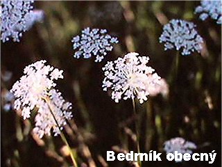 Pimpinella saxifraga