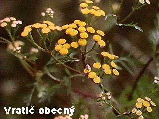 Tanacetum vulgare