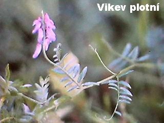 Vicia sepium