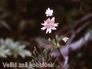 Astrantia major